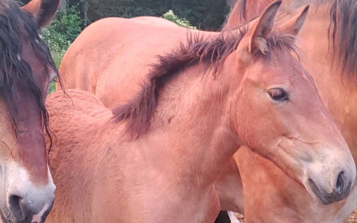 Zbiórka Ratujemy klacz Z rzeźni - zdjęcie główne