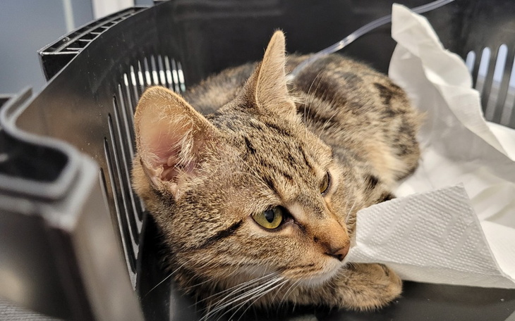 Zbiórka Zbiórka na leczenie Huberta - zdjęcie główne