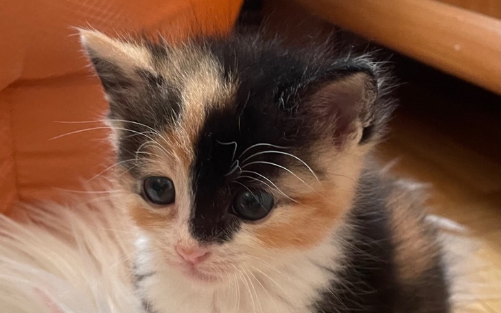 Zbiórka Tomograf dla malutkiej kotki - zdjęcie główne