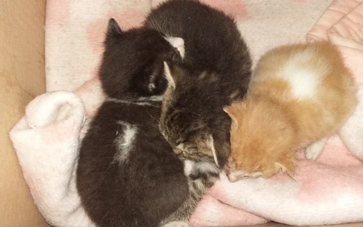 Zbiórka Kocięta - zdjęcie główne