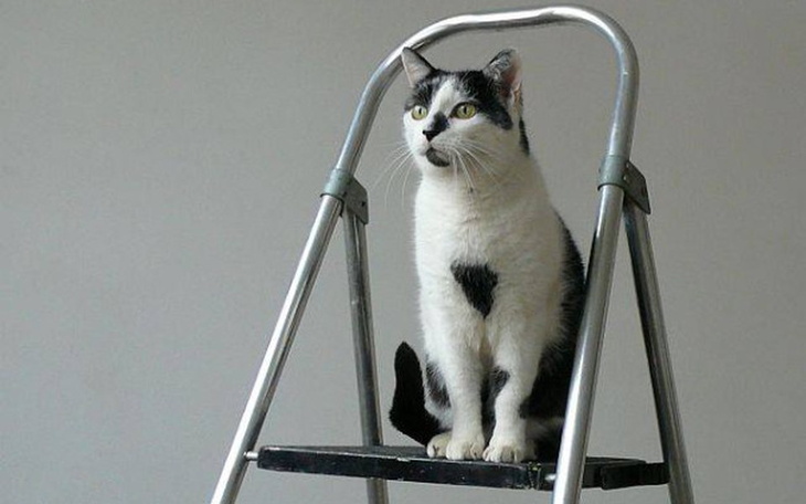 Zbiórka Remont kociarni w Schronisku - zdjęcie główne