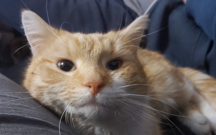 Zbiórka Wituś walczy z zap. otrzewnej - zdjęcie główne