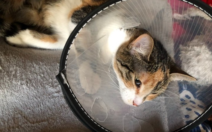 Zbiórka Operacja tylnych łapek kotki. - zdjęcie główne