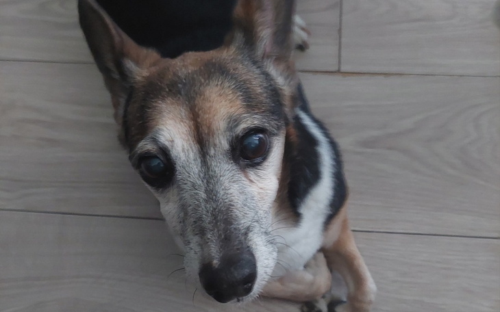 Zbiórka Na ekstrakcję zębów - zdjęcie główne