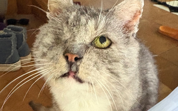 Kot z jednym okiem, o szarej sierści, patrzy na zdjęcie.