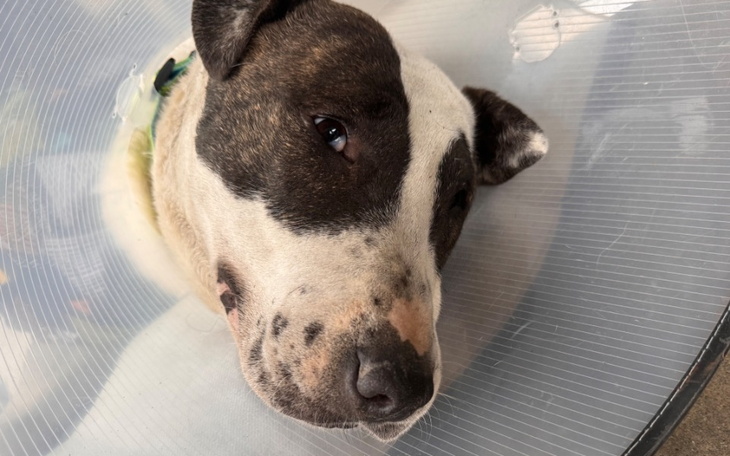 Pies z obrożą po operacji, leżący na podłodze.