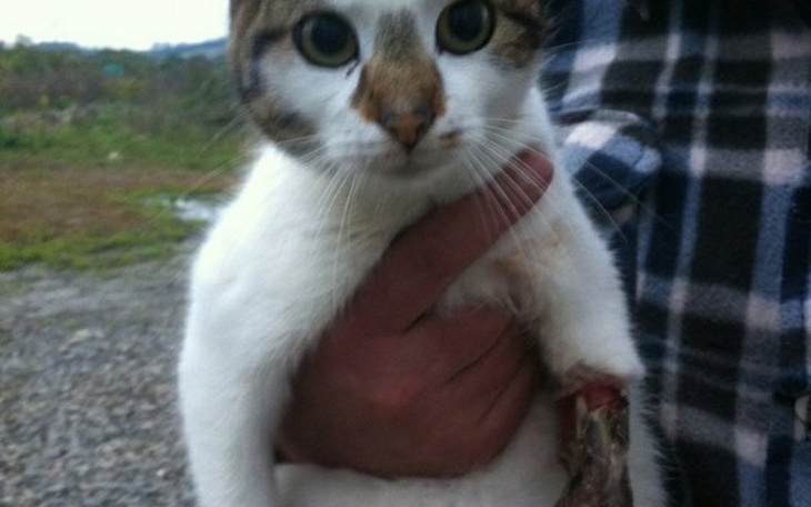 Zbiórka Ratunek dla poszarpanego kotka! - zdjęcie główne