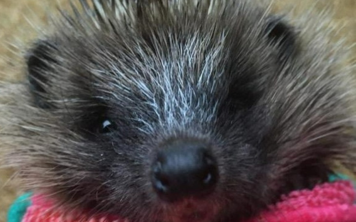 Zbiórka Pomóż naszym jeżą-Ratujemy Jeże - zdjęcie główne