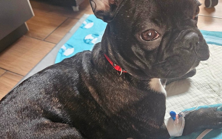 Zbiórka Lucy potrzebuje długiego i skomp - zdjęcie główne