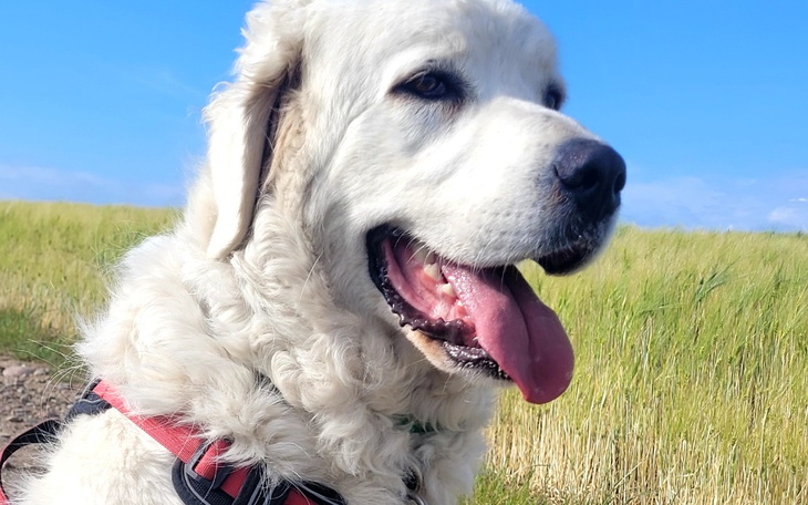 Pies rasy golden retriever na tle zielonego pola.