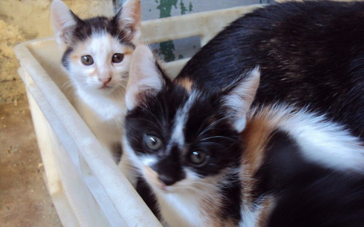 Zbiórka ewa . pl - zdjęcie główne