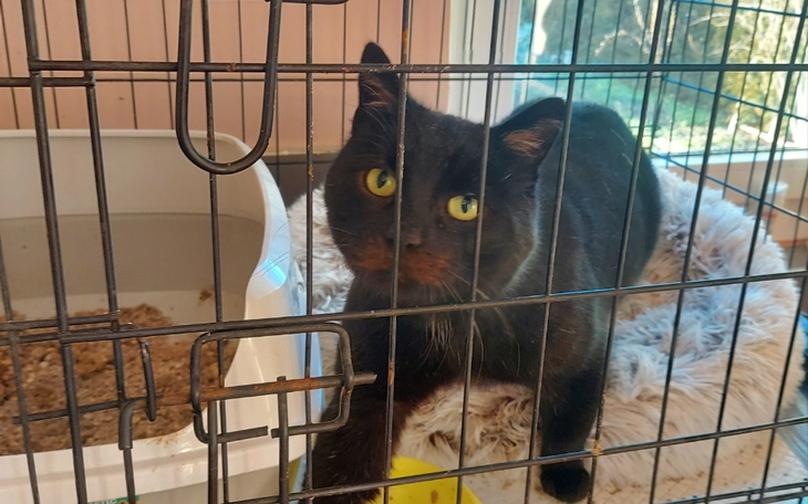 Czarny kot w klatce, z ciekawym spojrzeniem.