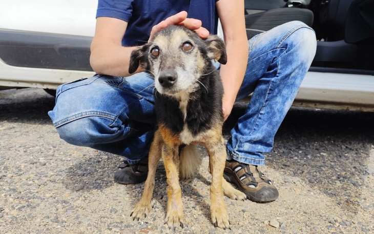 Piesek przytulany przez właściciela na parkingu.