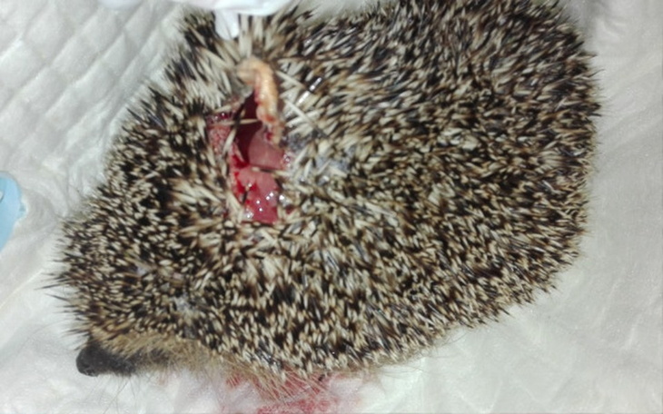 Zbiórka Żeby nie bolało ... - zdjęcie główne