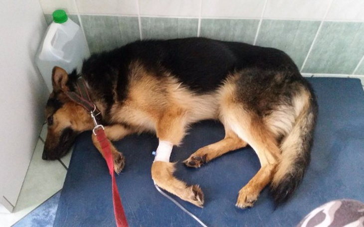 Zbiórka Schroniskowe psy PROSZĄ o pomoc - zdjęcie główne