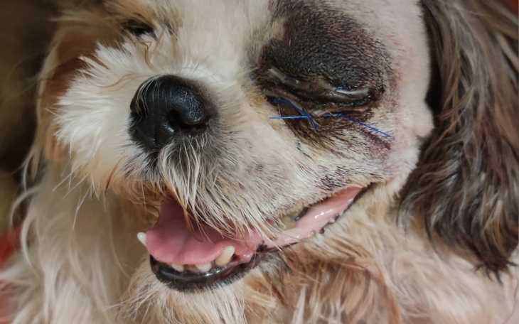 Zbiórka zbiórka na leczenie Foksi. - zdjęcie główne