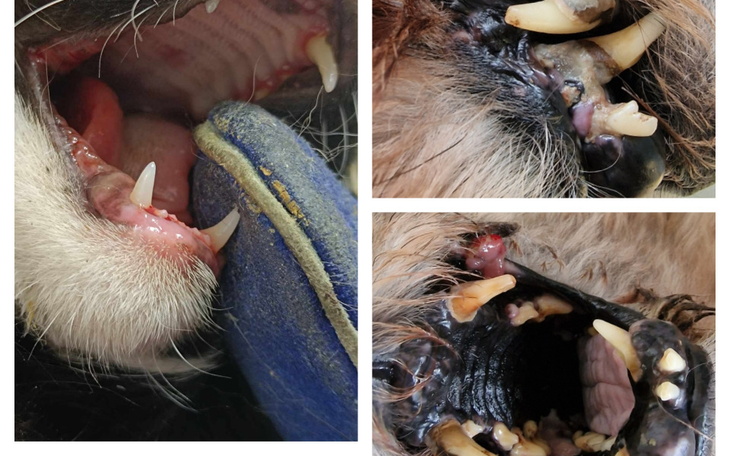 Zbliżenie na zęby psa z problemami zdrowotnymi.