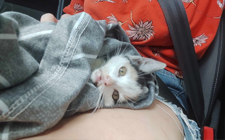 Kotek owinięty w koc, szukający pocieszenia.