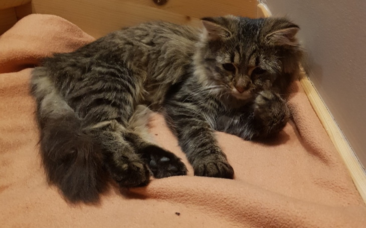 Zbiórka Potrzebna pilna operacja Kotki - zdjęcie główne