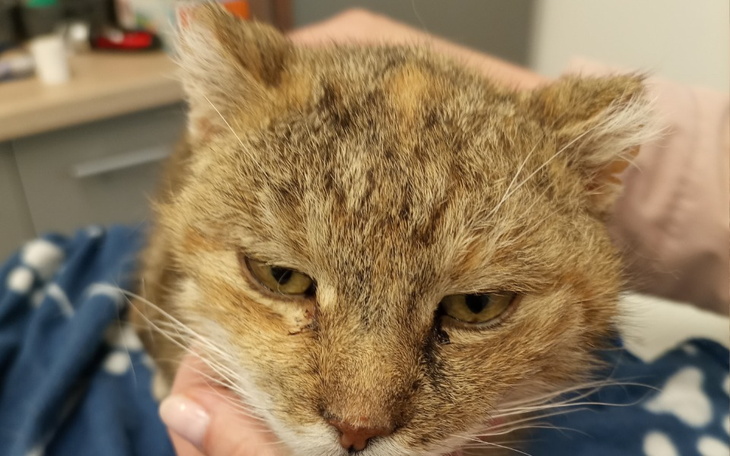 Zbiórka Koty na bruk - wiosenne porządki - zdjęcie główne