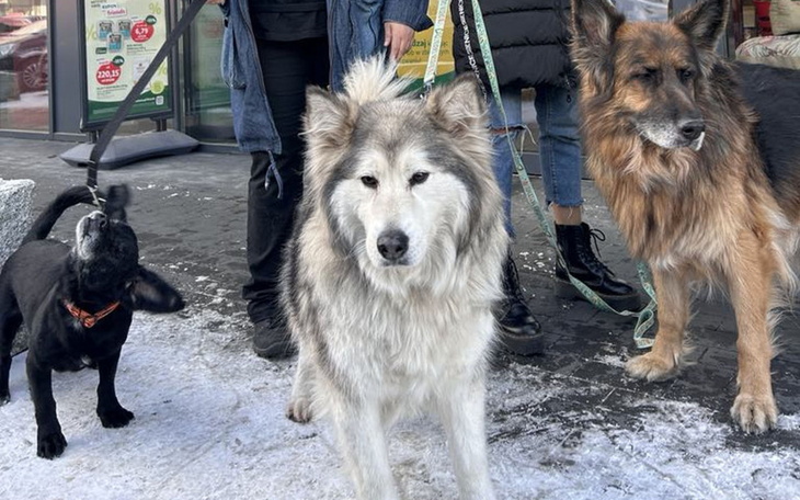Grupa psów na spacerze w zimowej scenerii.