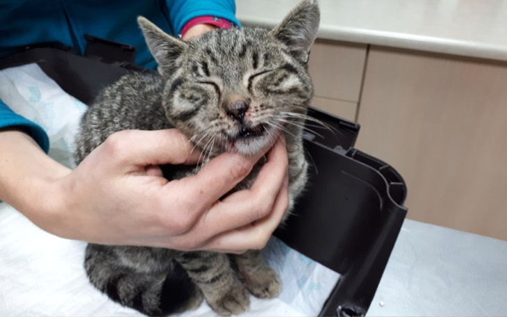 Zbiórka Witek-przetrącony przez życie - zdjęcie główne