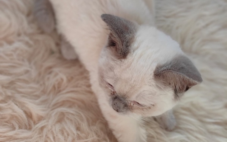 Biały kot z szarymi uszami na miękkim dywanie.