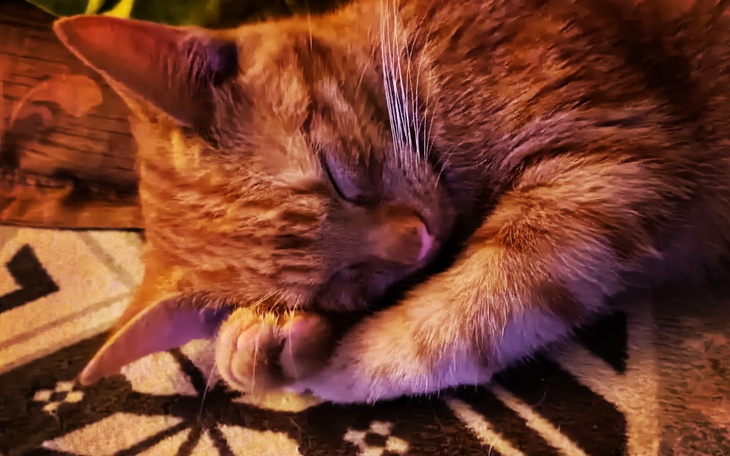 Zbiórka Na kastrację kocurka. - zdjęcie główne