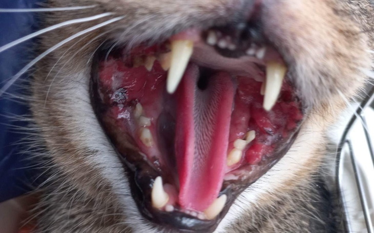 Zbiórka By ulżyć mu w cierpieniu - zdjęcie główne