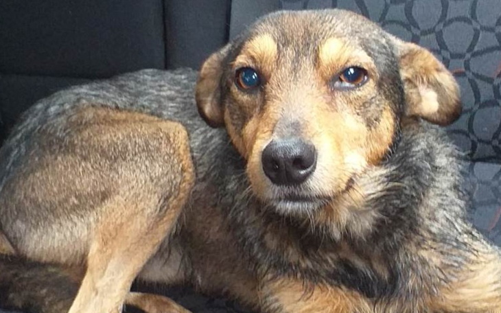 Zbiórka Dla rambusia ratujemy oko - zdjęcie główne