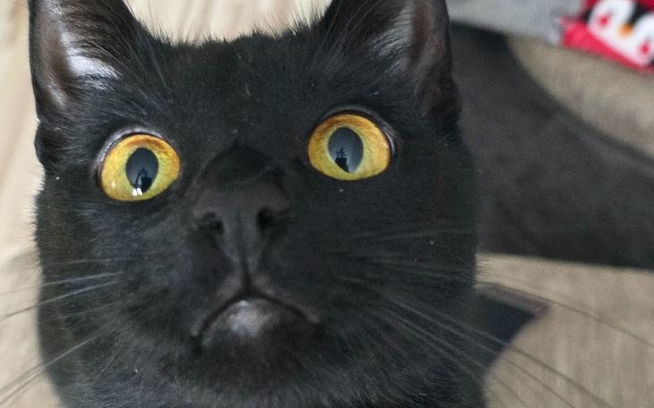 Czarny kot z dużymi oczami, patrzący w obiektyw.