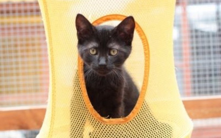 Czarny kotek patrzący przez otwór w siatce.