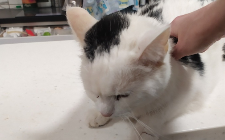 Kot na stole, wygląda na zrelaksowanego.