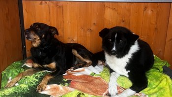 Zbiórka Legowisko i ocieplana buda - miniaturka zdjęcia