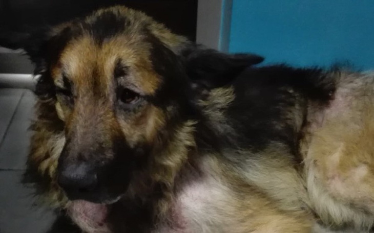 Zbiórka Bobuś prosi o pomoc - zdjęcie główne