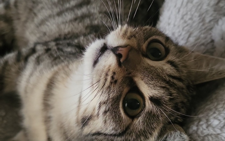 Kot leżący na poduszce, patrzący w obiektyw.