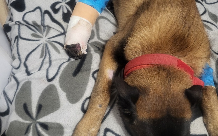 Pies z opatrunkiem na łapie, leżący na kocie.