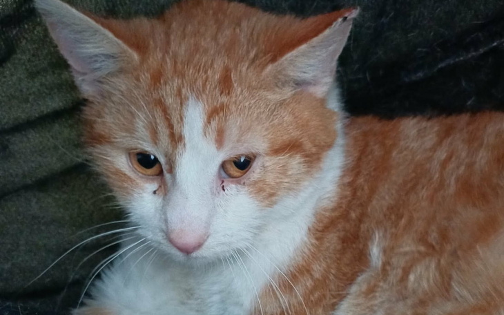 Rudy kot z wyrazem smutku na twarzy.