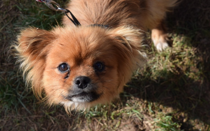 Zbiórka Transporterki dla bezdomniakow - zdjęcie główne