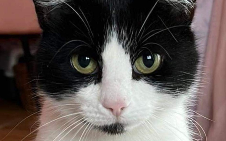 Zbiórka Pomóżmy Funi wyleczyć chorobę - zdjęcie główne