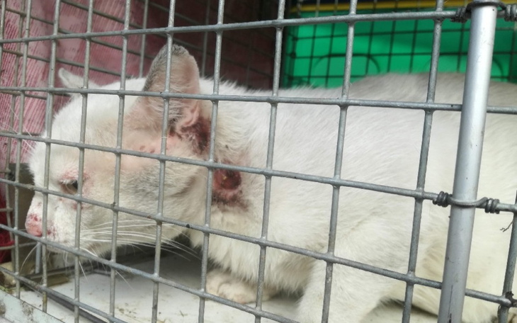 Zbiórka Pomóżmy kotkom - zdjęcie główne