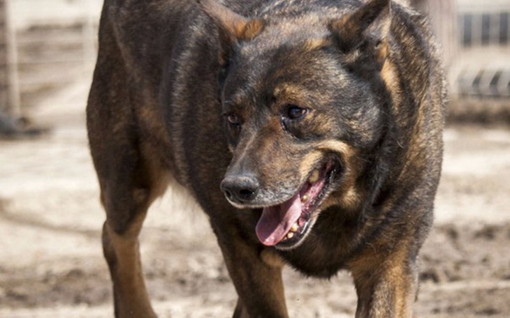 Zbiórka Piotrek - operacja guzów - zdjęcie główne