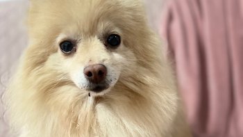 Zbiórka Zamknięta w mieszkaniu Wanilka - miniaturka zdjęcia