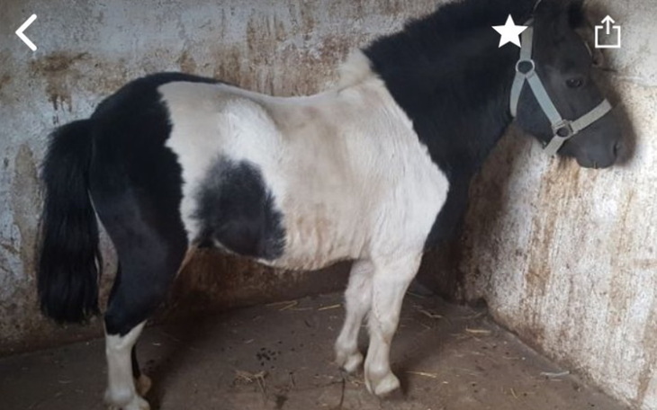 Zbiórka Zbieram na konia dla mamy - zdjęcie główne