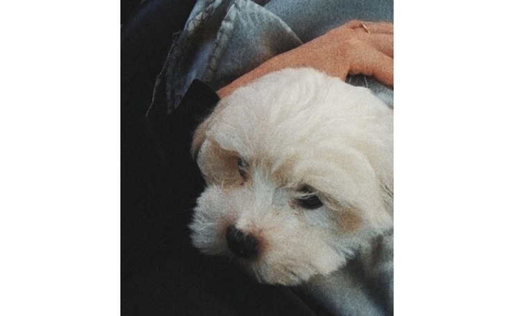 Zbiórka Cziro potrzebuje pomocy - zdjęcie główne