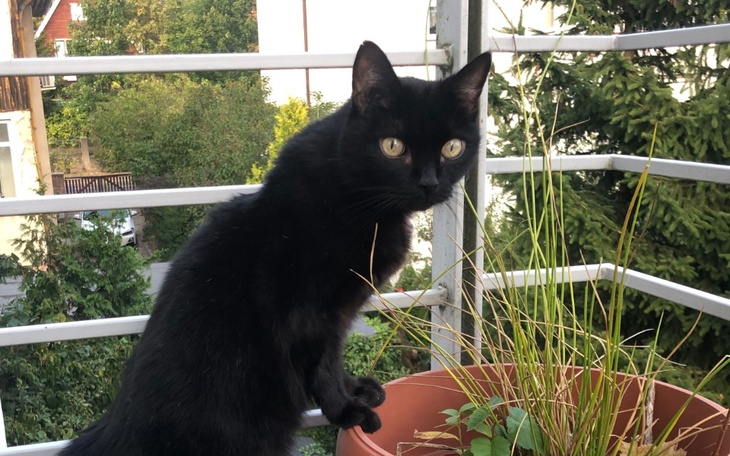 Zbiórka Mastektomia kotki Fisi - zdjęcie główne