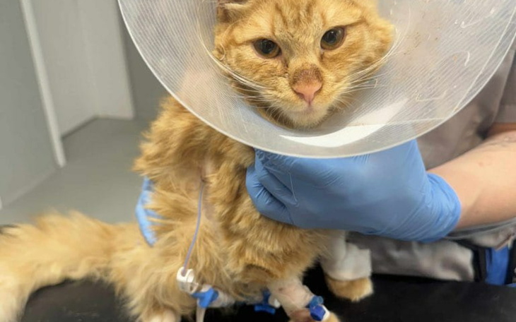 Kot w kołnierzu ochronnym, wyglądający na zmartwionego.