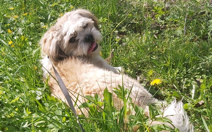 Zbiórka Zbiórka na tabletki dla piesków - zdjęcie główne