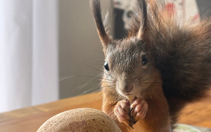 Wiewiórka trzymająca orzech, z ciekawym wyrazem.