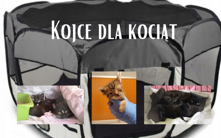Zbiórka Kojce dla kocich maluszków - zdjęcie główne